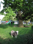 SX22140 Sheep at campervan on Langdale Campsite, Lake District.jpg